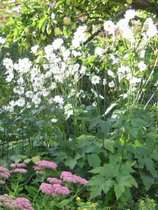 Dobbelt hvide høstanemoner fra mine forældres have