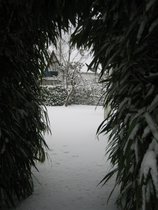 Bredbladet bambus i sneen